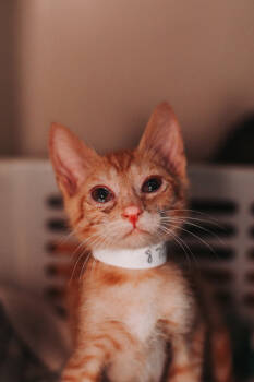 Rescue Domestic Short Hair Cats for Adoption in North Charleston, South Carolina - 87556a - Moroi | PetCurious