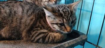 Rescue Domestic Short Hair Cats for Adoption in Crocker, Missouri - Rosie | PetCurious