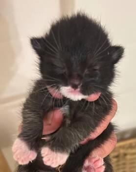 Jet -  Domestic Short Hair Cat for Adoption in Arlington, Washington - Jet | PetCurious