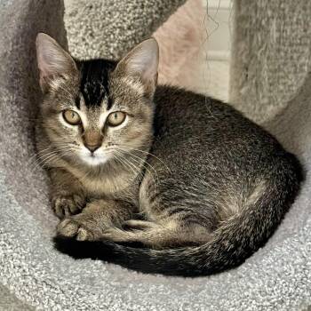 Rescue Domestic Short Hair and Abyssinian Cats for Adoption in Collierville, Tennessee - Bogey | PetCurious
