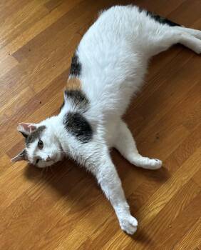 Frida -  Domestic Short Hair Cat for Adoption in Lemoyne, Pennsylvania - Frida | PetCurious