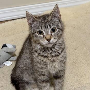 Domestic Short Hair Cats Available for Adoption in Bentonville, Arkansas - Papaya | PetCurious