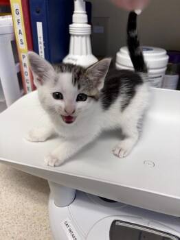 Kid -  Domestic Short Hair Cat for Adoption in Black Eagle, Montana - Kid | PetCurious