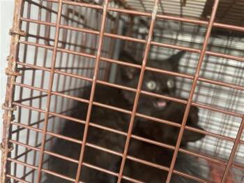 Domestic Short Hair Cats Available for Adoption in Houston, Texas - A656775 | PetCurious