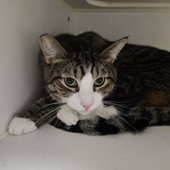 Rescue Domestic Short Hair Cats for Adoption in Las Vegas, Nevada - Rocket | PetCurious