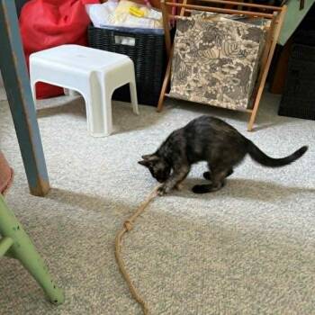 Betty -  Domestic Short Hair Cat for Adoption in Abbotsford, British Columbia - Betty | PetCurious