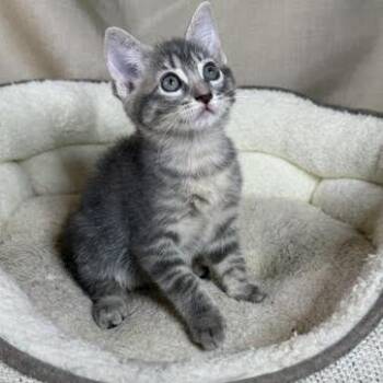 Nice Cube -  American Shorthair Cat for Adoption in Lake Jackson, Texas - Nice Cube | PetCurious