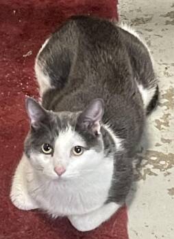 Raider -  Domestic Short Hair Cat for Adoption in Billings, Montana - Raider | PetCurious