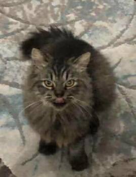 Sokar -  Maine Coon and British Shorthair Cat for Adoption in Brampton, Ontario - Sokar | PetCurious