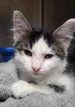 Mirage (Petsmart) -  Domestic Short Hair Cat for Adoption in Ocala, Florida - Mirage (Petsmart) | PetCurious