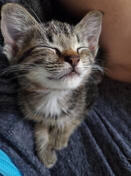 Choo Choo -  Domestic Short Hair Cat for Adoption in Ontario, New York - Choo Choo | PetCurious