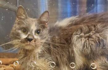 Swagger -  Domestic Short Hair Cat for Adoption in Kansas City, Missouri - Swagger | PetCurious
