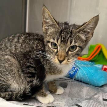 Sweetie -  Domestic Short Hair Cat for Adoption in Marshall, Texas - Sweetie | PetCurious