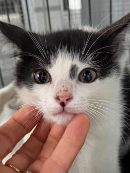 Hoojoe 26 -  Tuxedo and Domestic Short Hair Cat for Adoption in Brookhaven, Mississippi - Hoojoe 26 | PetCurious