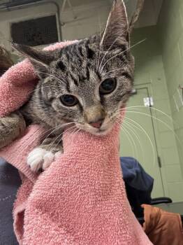 Domestic Short Hair Cats Available for Adoption - PIPER | PetCurious