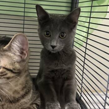 R2D2 -  Domestic Short Hair Cat for Adoption in Mount Laurel Township, New Jersey - R2D2 | PetCurious