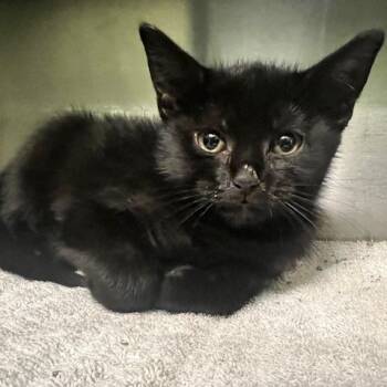 Rescue Domestic Short Hair Cats for Adoption in Dayton, Ohio - Isadora | PetCurious