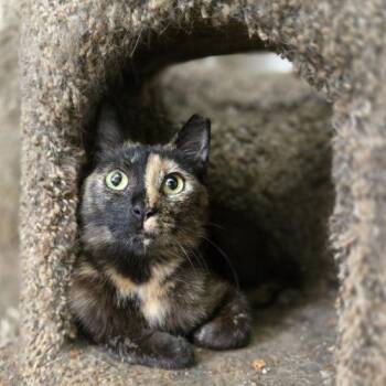 Lucabella -  Tortoiseshell and Domestic Short Hair Cat for Adoption in Knoxville, Tennessee - Lucabella | PetCurious