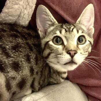 Sean -  Domestic Short Hair Cat for Adoption in Springfield, Oregon - Sean | PetCurious