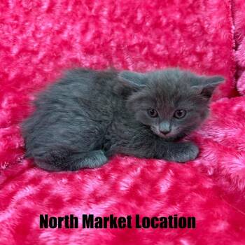 Domestic Medium Hair Cats Available for Adoption in Raleigh, North Carolina - Yallternative | PetCurious