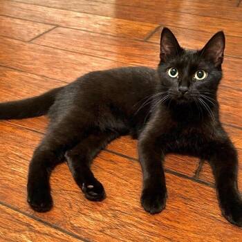 Domestic Short Hair Cats Available for Adoption in Houston, Texas - Roxie | PetCurious