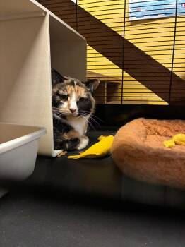 Domestic Short Hair Cats Available for Adoption - Valentina- Semi Feral Mama, Needs A Chance! | PetCurious