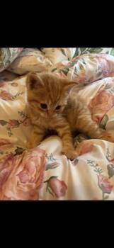 Derry -  Domestic Short Hair Cat for Adoption in Adrian, Michigan - Derry | PetCurious
