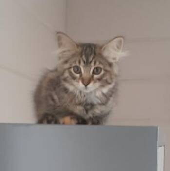 Cara -  Domestic Medium Hair Cat for Adoption in Garden City, Michigan - Cara | PetCurious