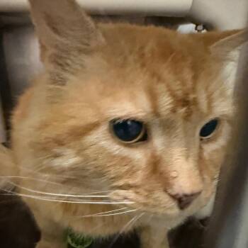 Thomas O Malley -  Domestic Medium Hair Cat for Adoption in Troy, Virginia - Thomas O Malley | PetCurious