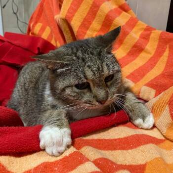 Domestic Short Hair Cats Available for Adoption in West Palm Beach, Florida - Lulu | PetCurious