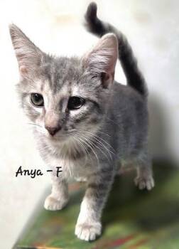 Anya -  Domestic Short Hair Cat for Adoption in Lunenburg, Massachusetts - Anya | PetCurious