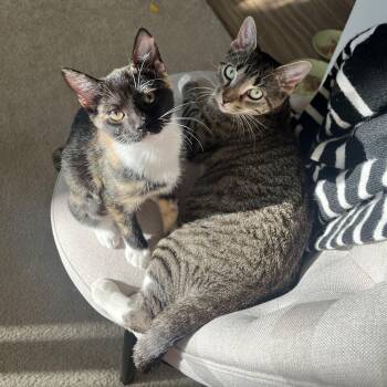 Rescue Domestic Short Hair Cats for Adoption in Laurel, Maryland - Hillary & Chelsea-Double The Love, Double The Joy! | PetCurious