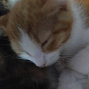 Hank -  Domestic Medium Hair Cat for Adoption in PORT WENTWRTH, Georgia - Hank | PetCurious