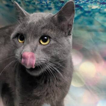 Domestic Short Hair Cats Available for Adoption in Chesapeake, Virginia - Shadow FKA Latte | PetCurious