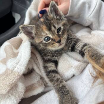 Rescue Domestic Short Hair Cats for Adoption in Pekin, Illinois - Rosebud | PetCurious