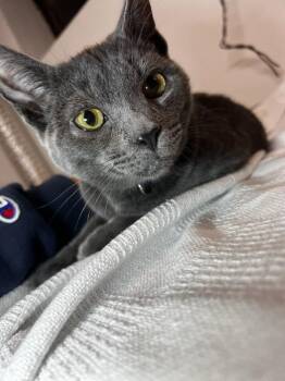 Rescue Domestic Short Hair Cats for Adoption in Cleveland, Ohio - Key | PetCurious