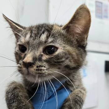 Sirena -  Domestic Short Hair Cat for Adoption in Newark, New Jersey - Sirena | PetCurious