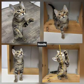 Rescue Domestic Short Hair Cats for Adoption in Winnipeg, Manitoba - Noodle | PetCurious