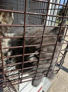A660028 -  Domestic Short Hair Cat for Adoption in Houston, Texas - A660028 | PetCurious