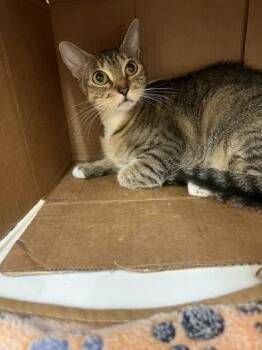 Yogurt -  Domestic Short Hair Cat for Adoption in Vero Beach, Florida - Yogurt | PetCurious