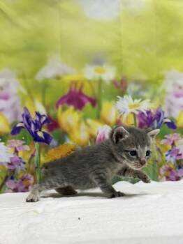 Domestic Short Hair Cats Available for Adoption in San Antonio, Texas - Mushu | PetCurious