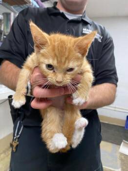Marci -  Domestic Medium Hair Cat for Adoption in Troy, Ohio - Marci | PetCurious