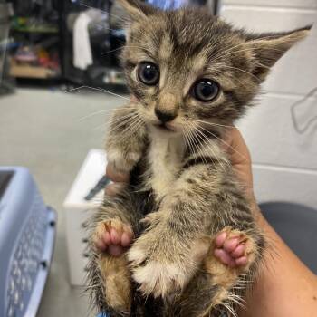 Magic Pants -  Domestic Short Hair Cat for Adoption in Spruce Pine, North Carolina - Magic Pants | PetCurious