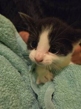 Zion -  Domestic Short Hair Cat for Adoption in Cloquet, Minnesota - Zion | PetCurious
