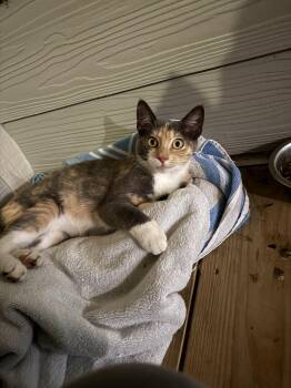 Callie -  Calico Cat for Adoption in Indian Trail, North Carolina - Callie | PetCurious
