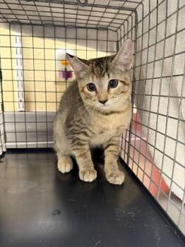 PAIGE -  Domestic Short Hair Cat for Adoption in Fort Myers, Florida - PAIGE | PetCurious