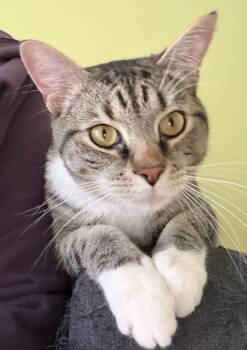Apollo -  Domestic Short Hair Cat for Adoption in Leesburg, Virginia - Apollo | PetCurious