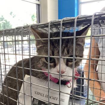 Domestic Short Hair Cats Available for Adoption in Montgomery, Alabama - Muffin | PetCurious