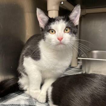 Gumbo -  Domestic Short Hair Cat for Adoption in Roanoke, Virginia - Gumbo | PetCurious