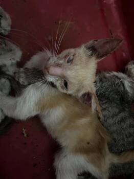 GHOST -  Domestic Short Hair Cat for Adoption in San Antonio, Texas - GHOST | PetCurious